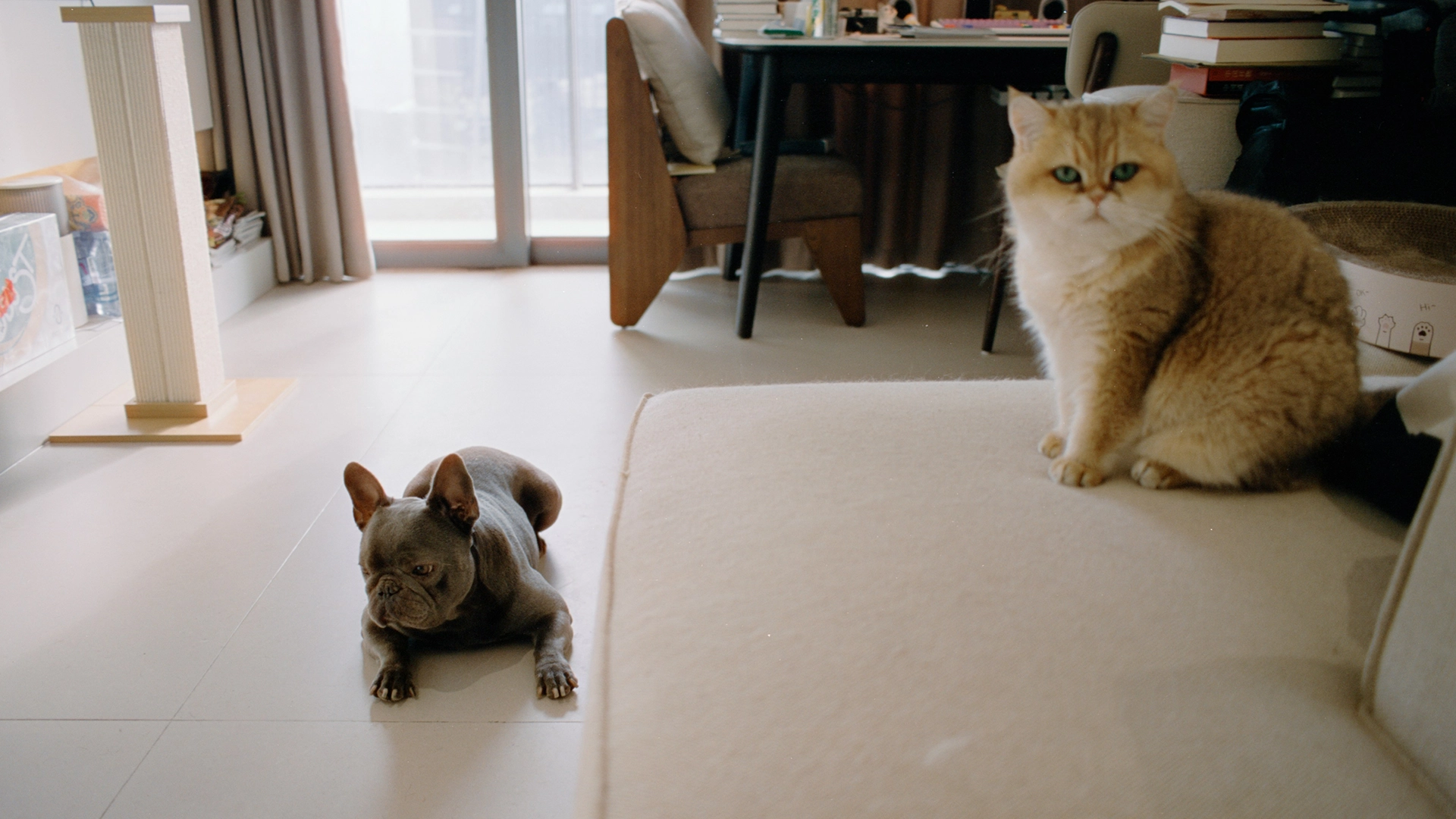 Pet-Safe Cleaning